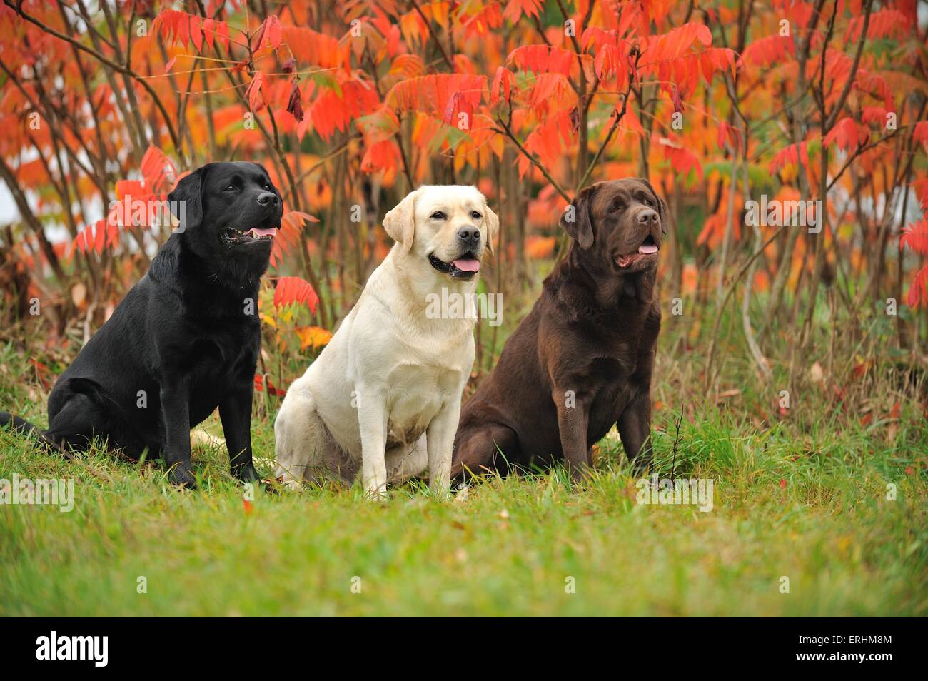 2 sitting Labrador Retriever Stock Photo