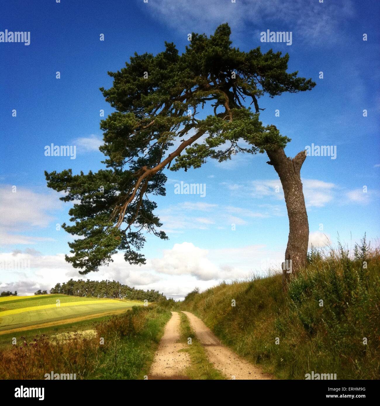Large tree leaning over a road, Le Puy-en-Velay, France Stock Photo