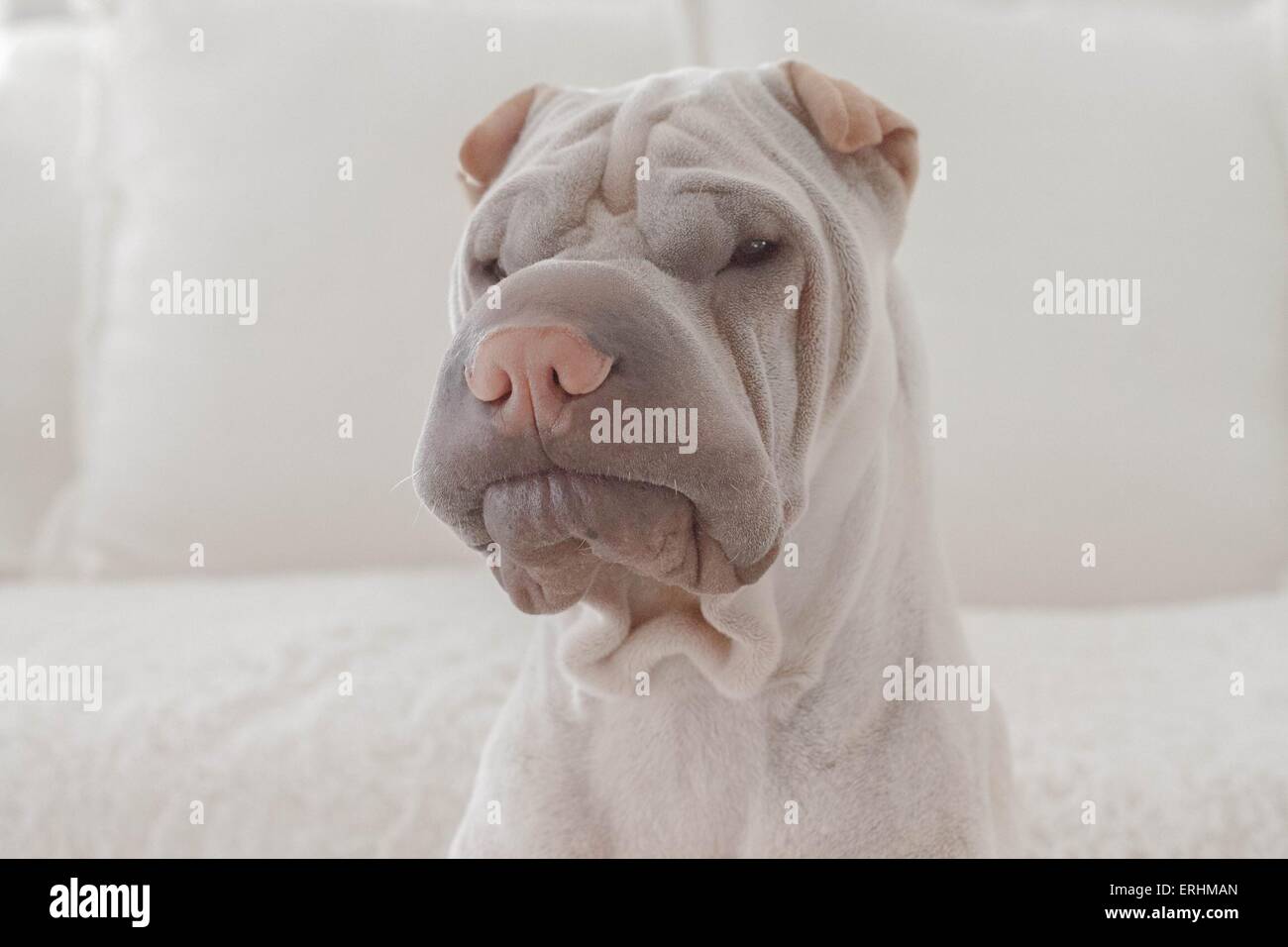 Sharpei dog portrait Stock Photo