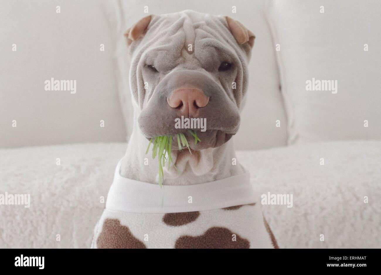 Sharpei dog dressed as a cow Stock Photo