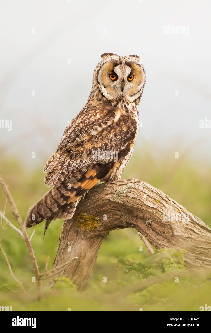 Long-eared Owl (Asio otus) perched on a branch, Jersey, Channel Islands, UK Stock Photo