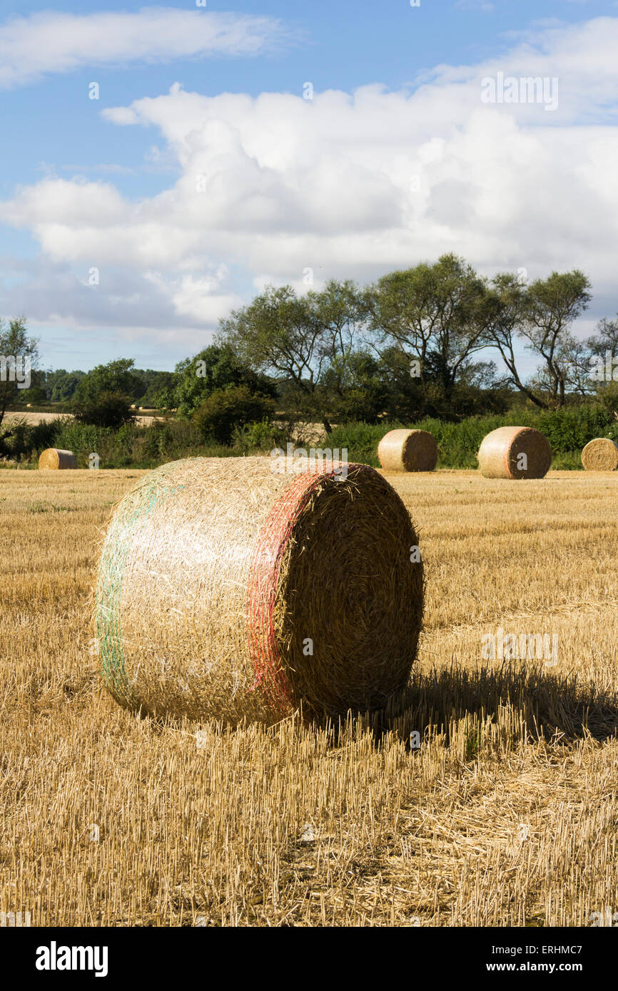Round bales of recently cut straw in a field of straw stubble in rural