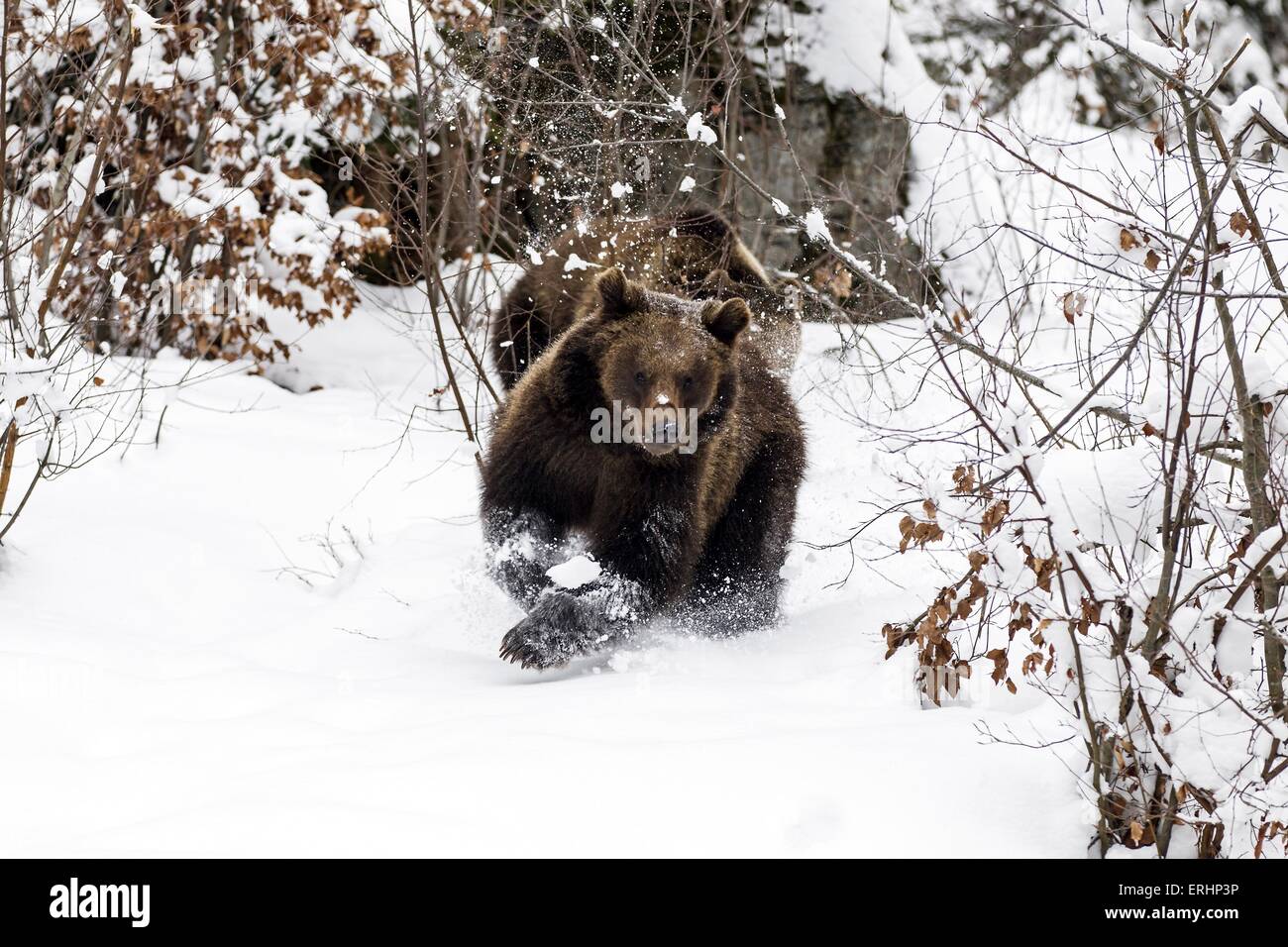 The galloping bear hi-res stock photography and images - Alamy