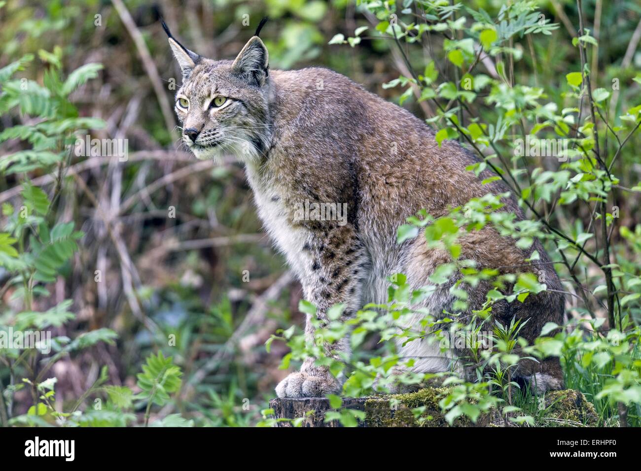 Eurasian Lynx Stock Photo