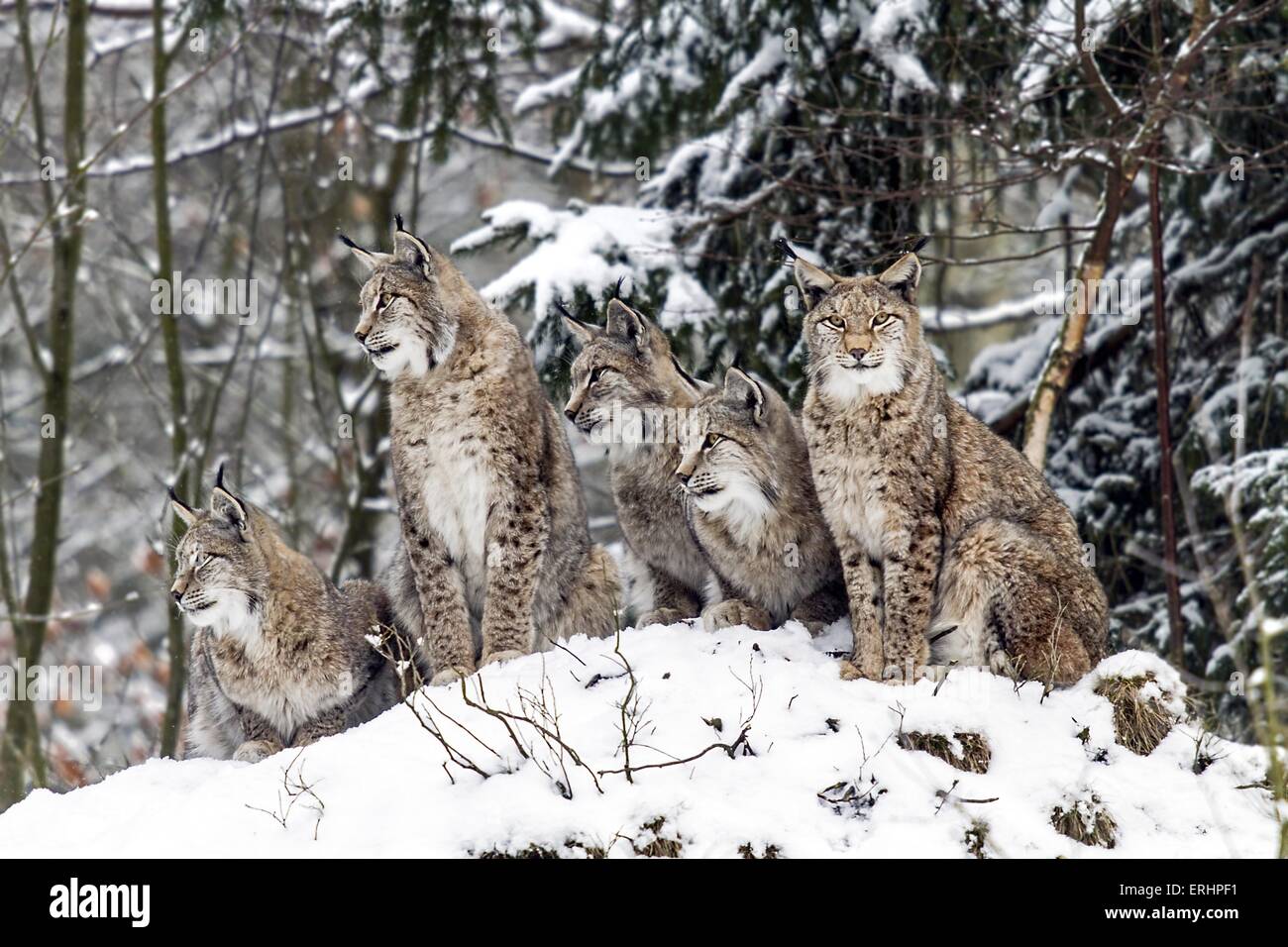 Eurasian Lynxes Stock Photo - Alamy