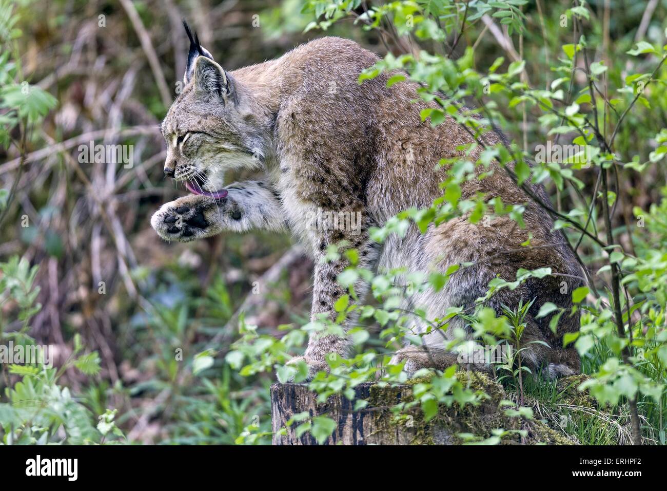 Eurasian Lynx Stock Photo Alamy