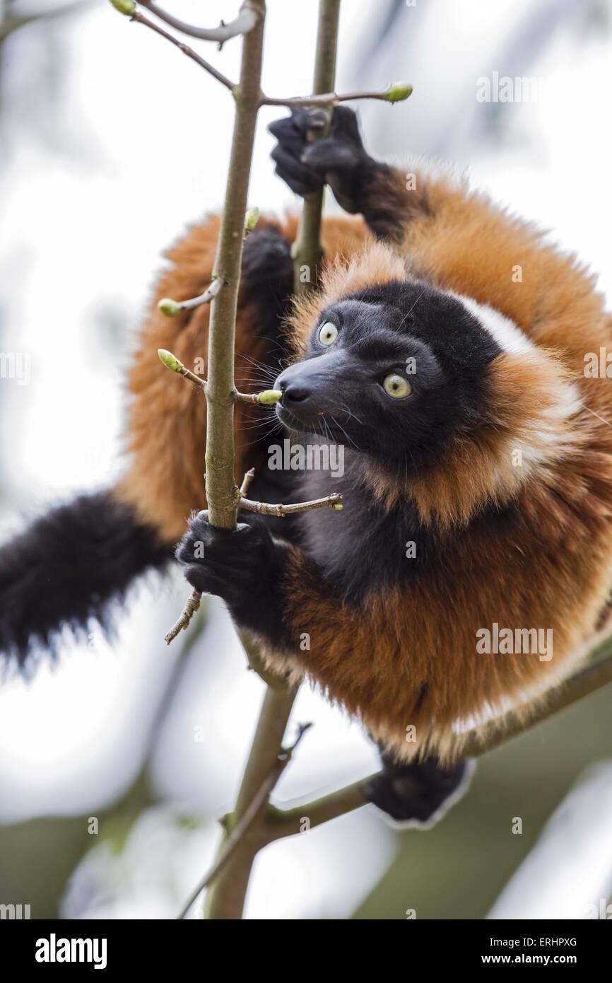 red ruffed lemur Stock Photo - Alamy