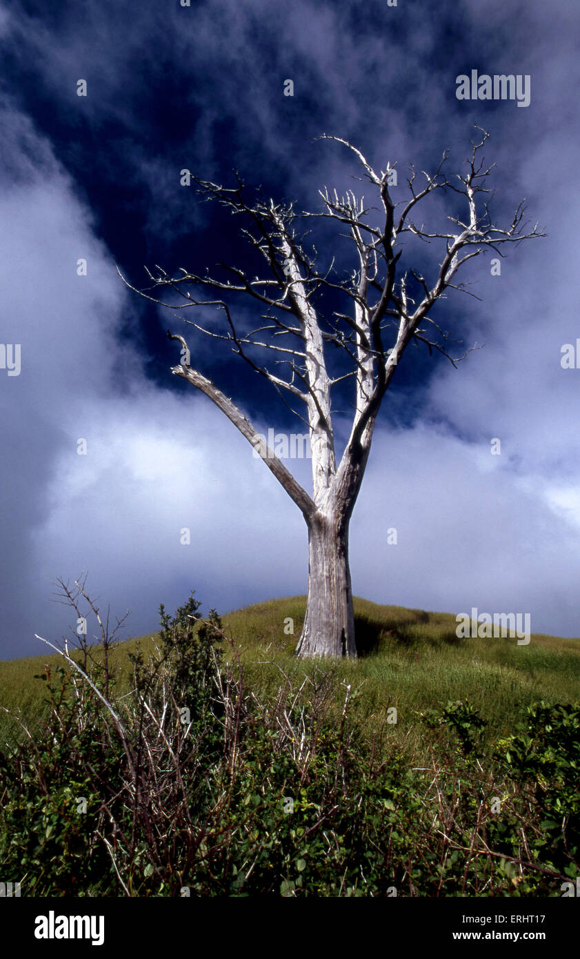 Lone tree in the Blue Mountains, Jamaica Stock Photo Alamy