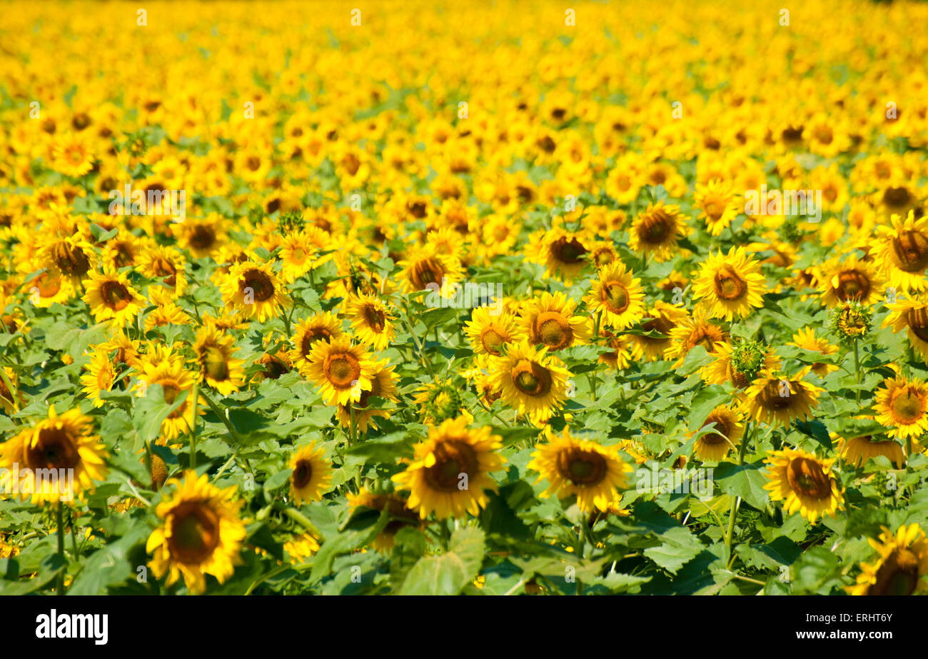 sunflower field as background Stock Photo - Alamy