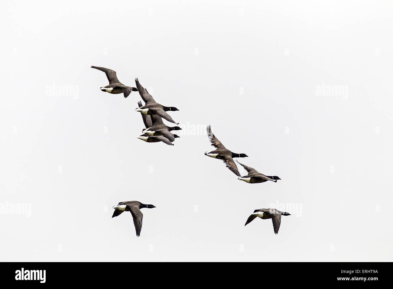 Group of brants hires stock photography and images Alamy
