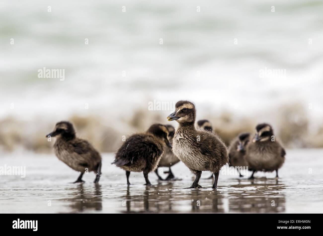 common eider ducks Stock Photo Alamy