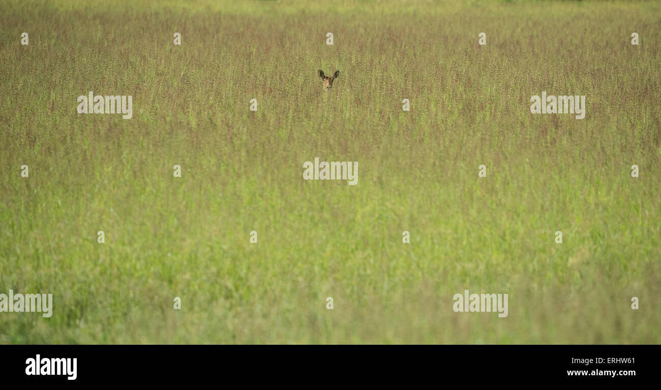Pair Of Impala High Resolution Stock Photography and Images - Alamy