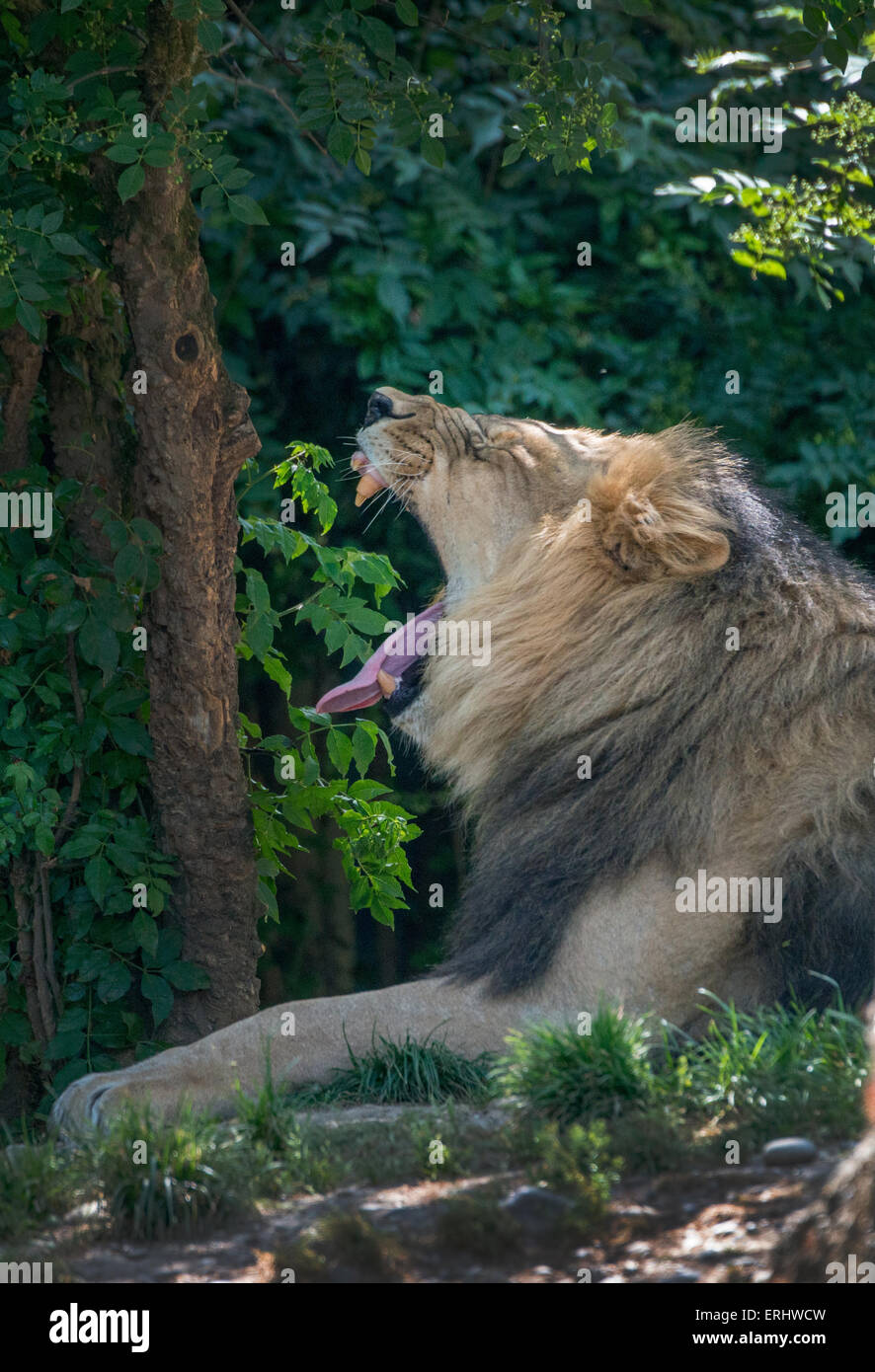 Male lion roar Stock Photo