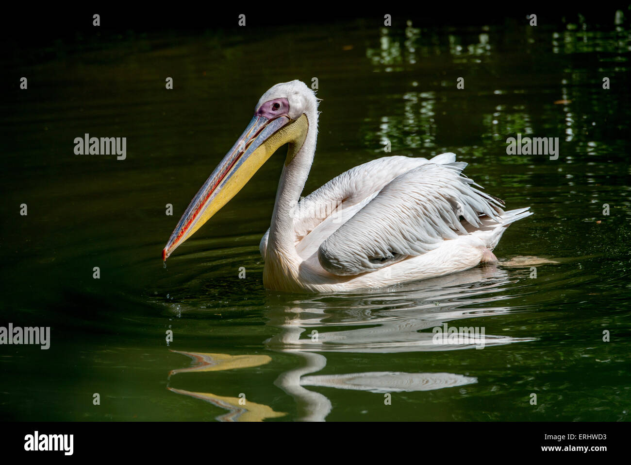 Pelican floating over water Stock Photo