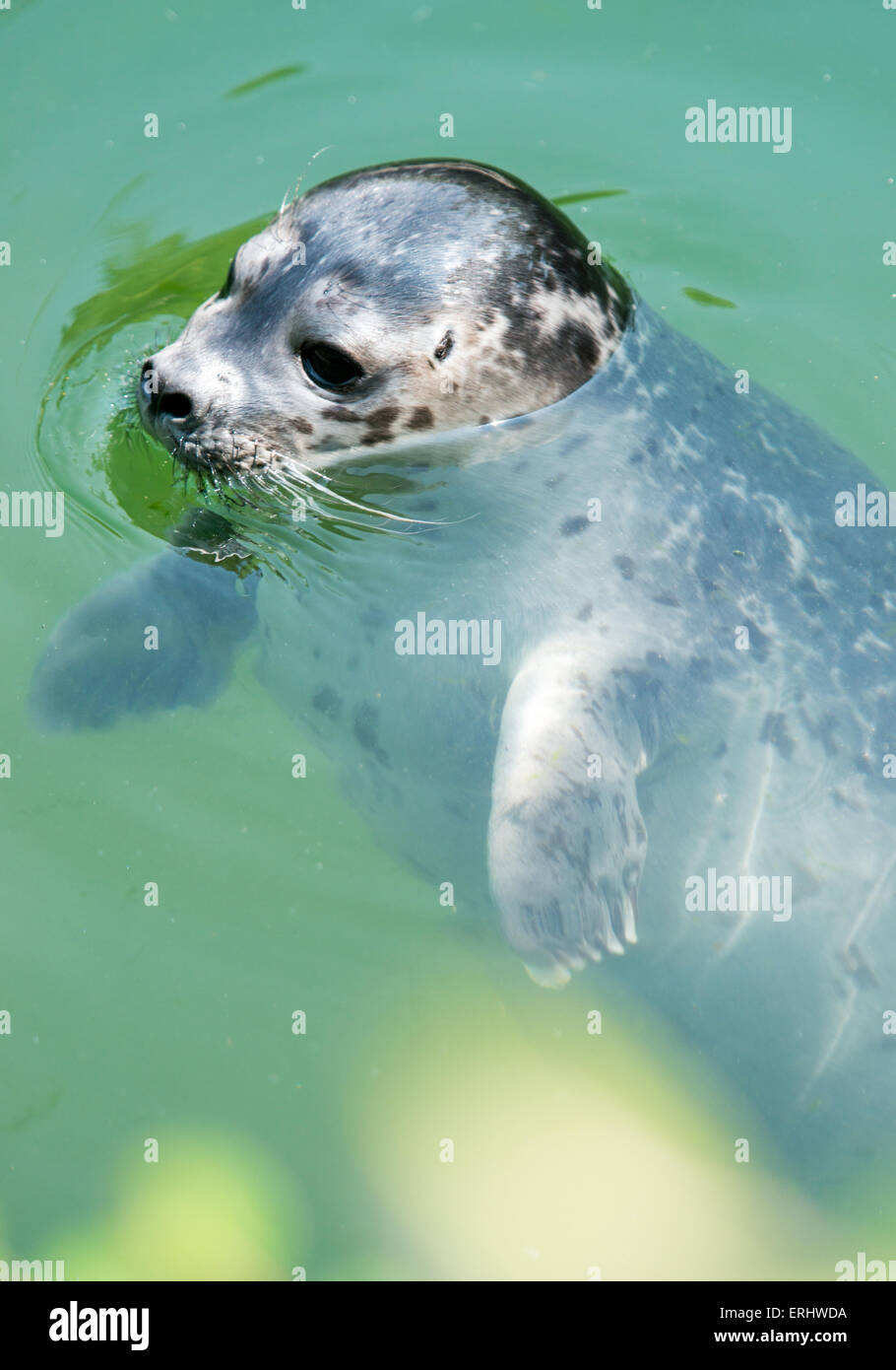Seal holding head out of water Stock Photo Alamy