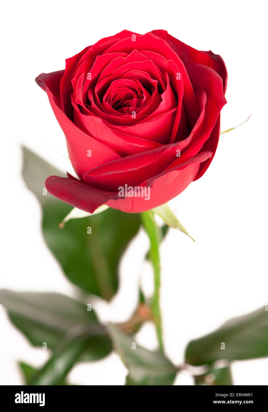 Red rose isolated on white Stock Photo - Alamy
