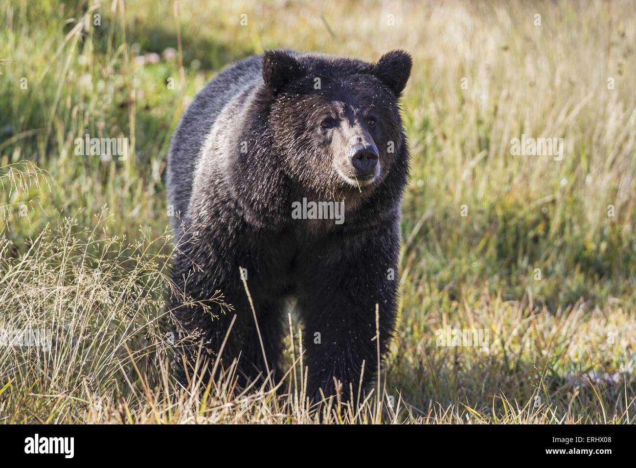 Grizzly bear Stock Photo