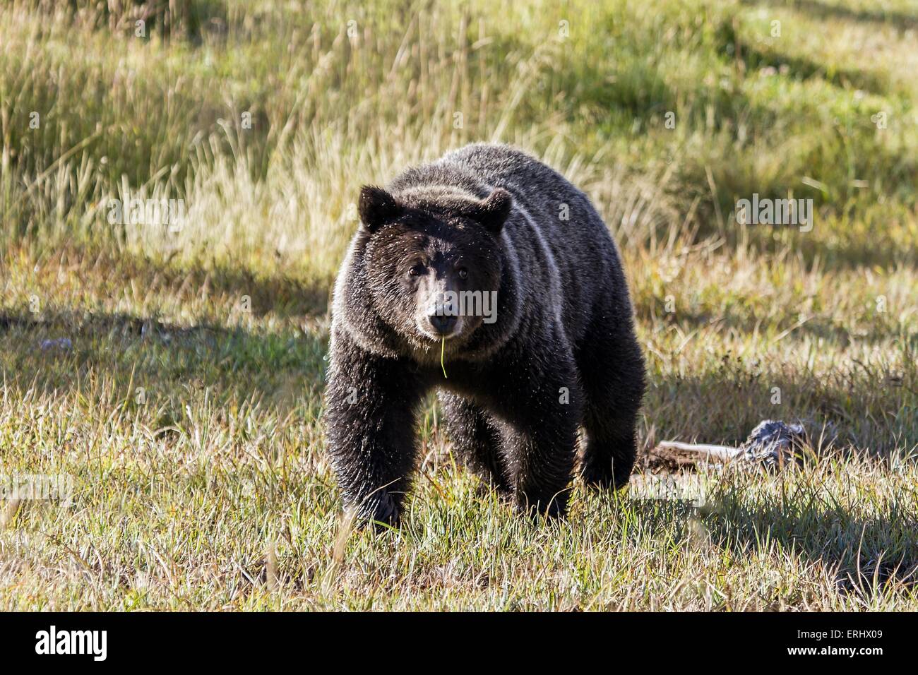 Grizzly bear Stock Photo
