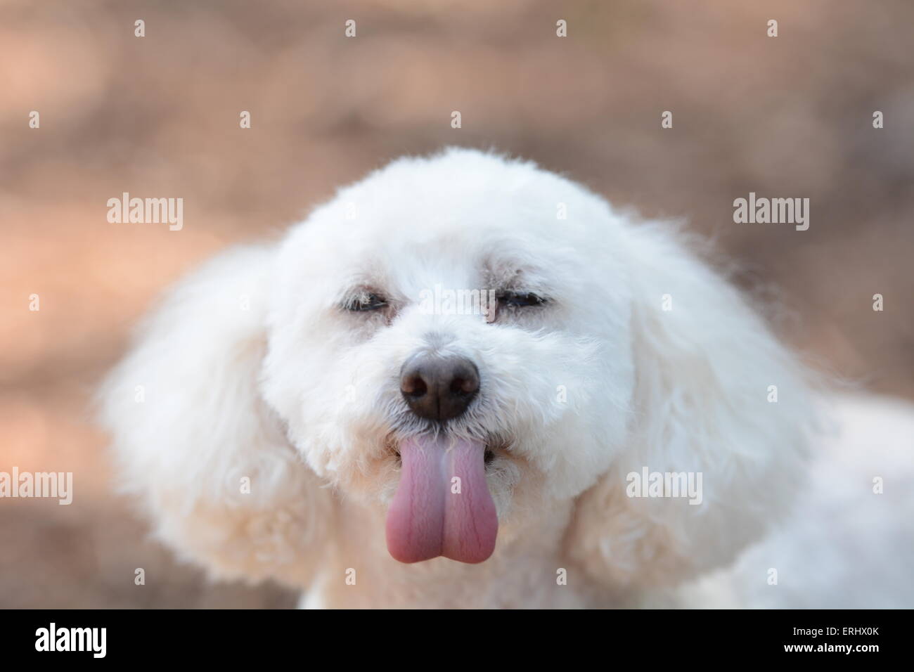 Dog sticking out tongue Stock Photo