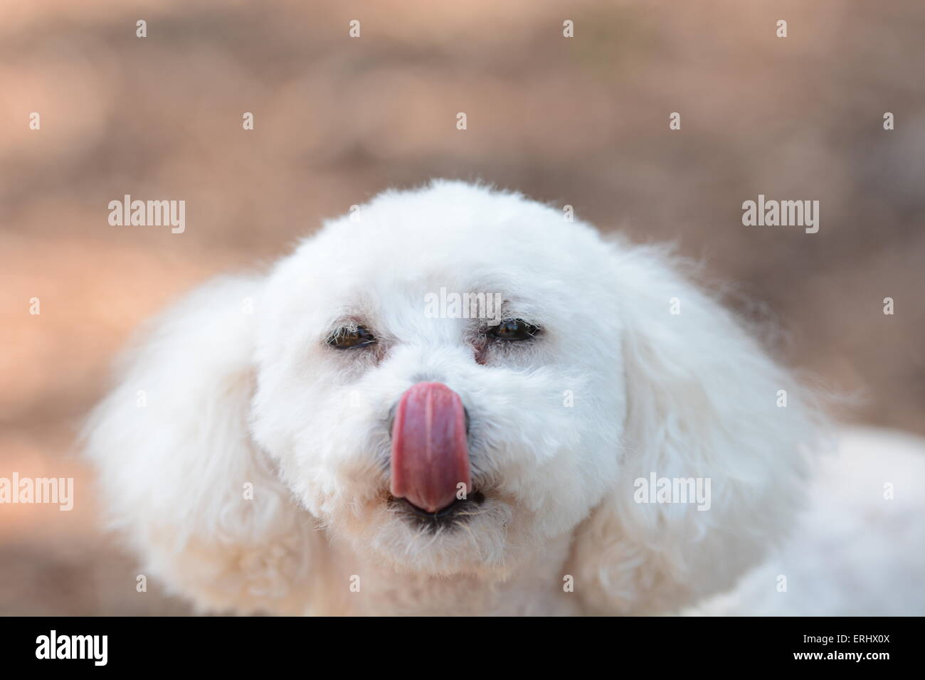 Dog touching nose with tongue Stock Photo