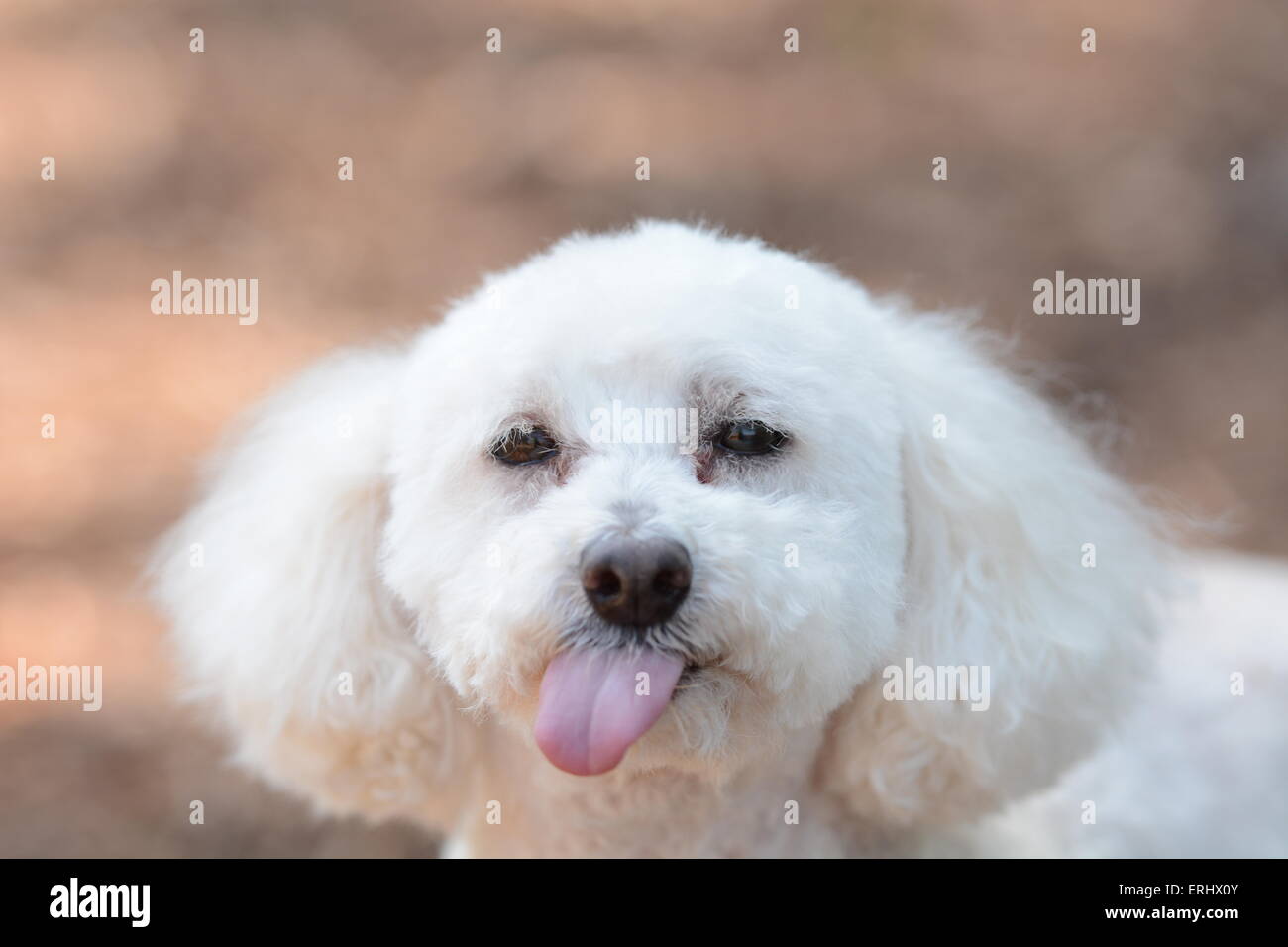Dog sticking out tongue Stock Photo