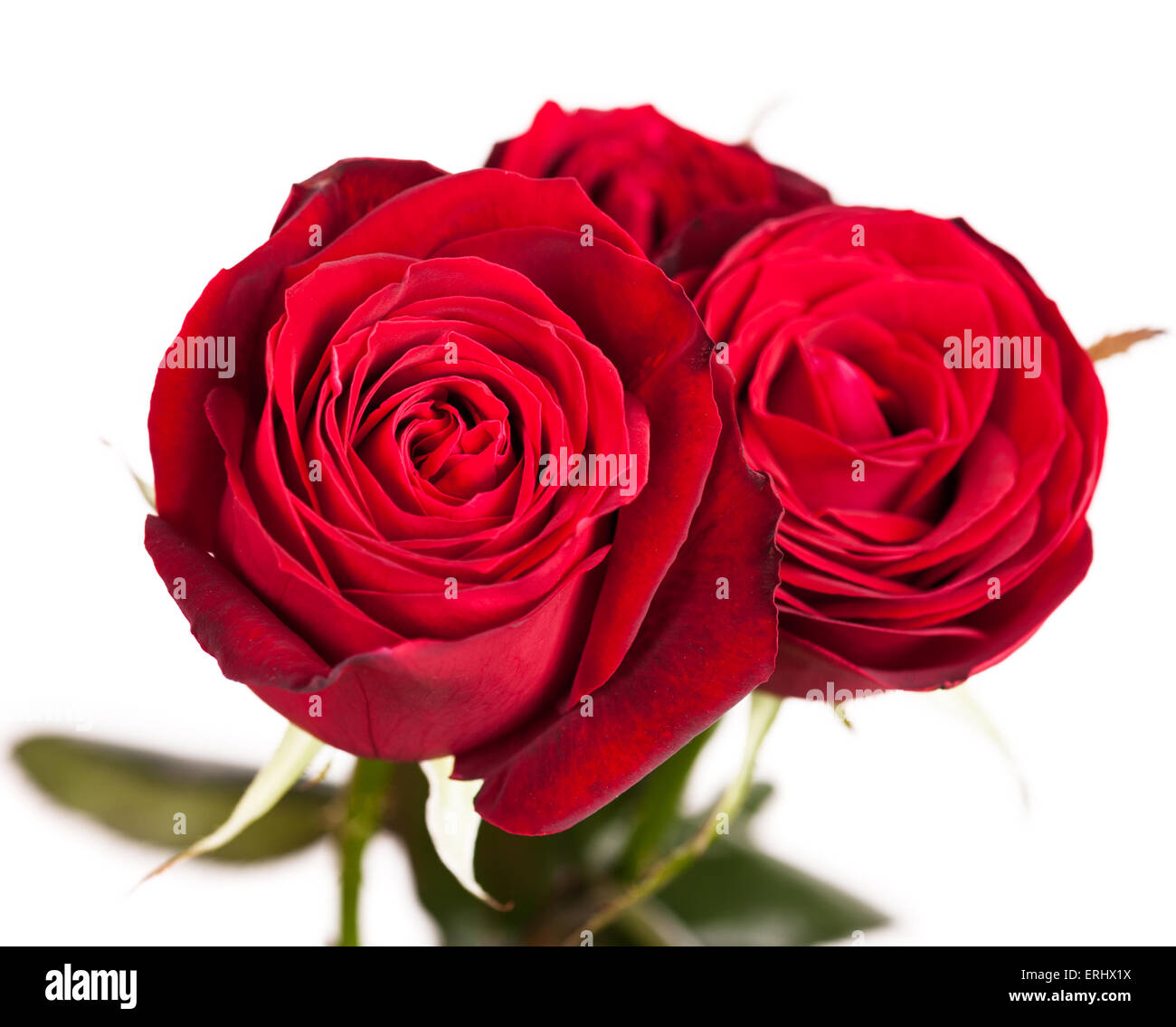 three red roses isolated on white Stock Photo - Alamy