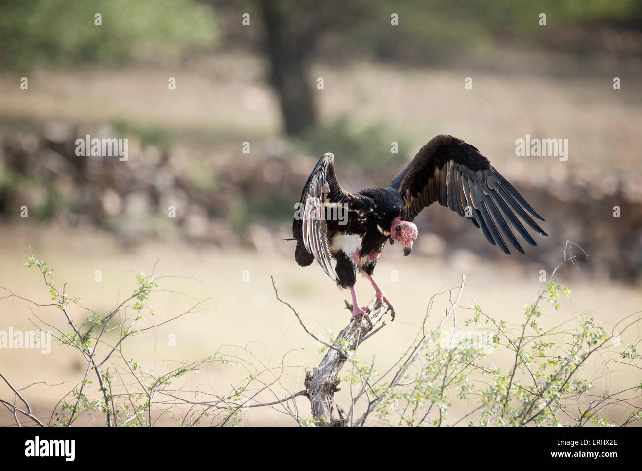 vulture Stock Photo