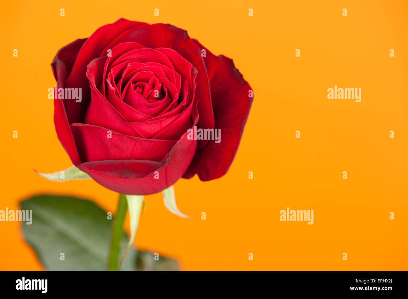 Red rose on yellow background Stock Photo Alamy