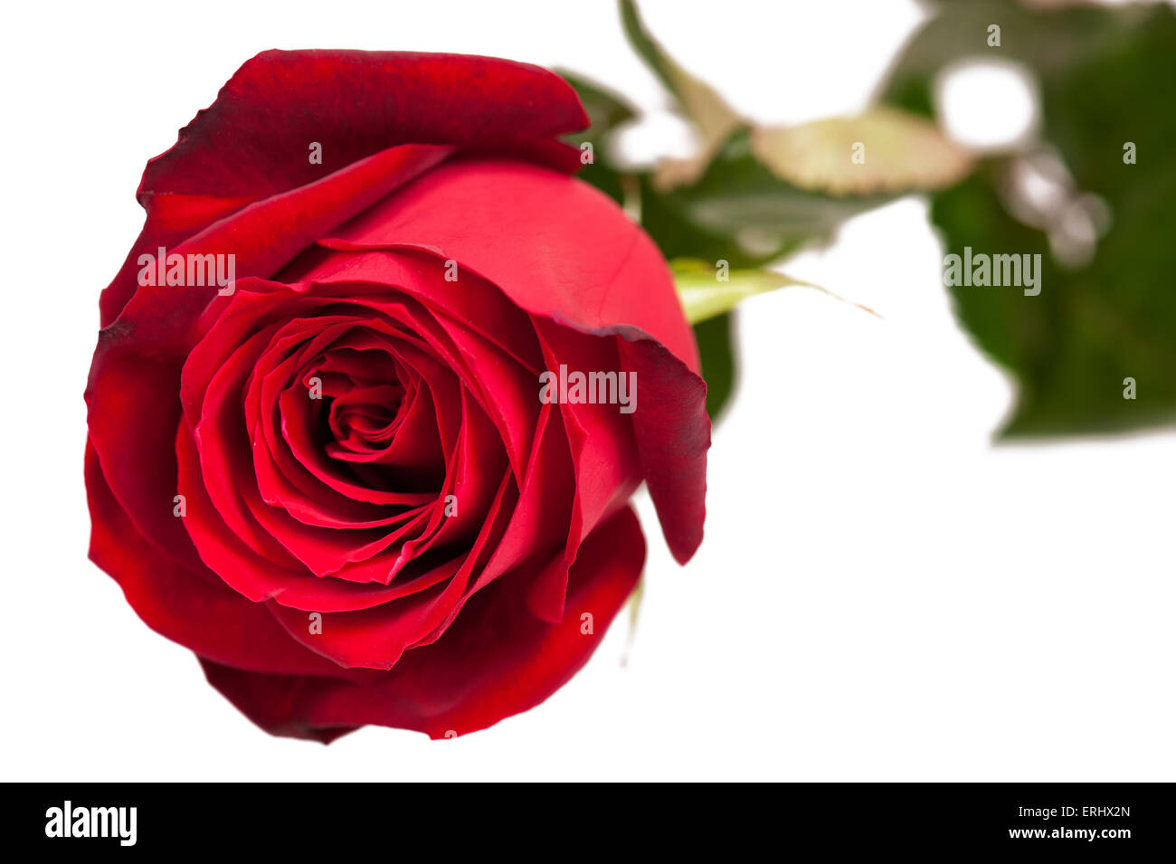 Red rose on white Stock Photo - Alamy