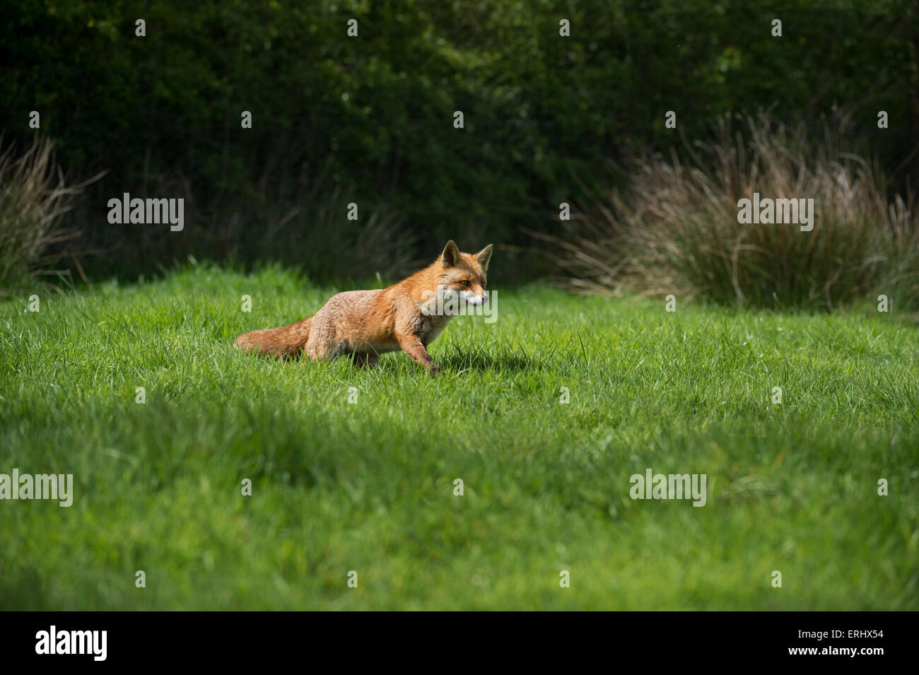 Basil brush fox hires stock photography and images Alamy