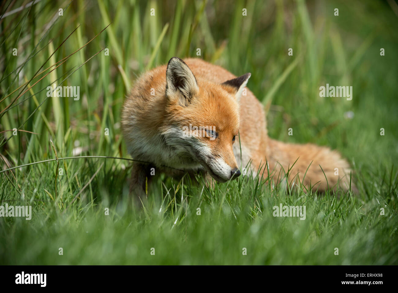Basil brush fox hires stock photography and images Alamy