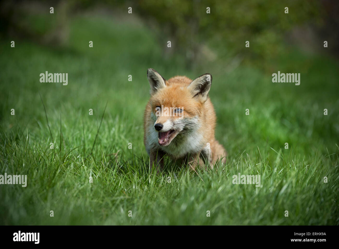 Basil brush fox hires stock photography and images Alamy