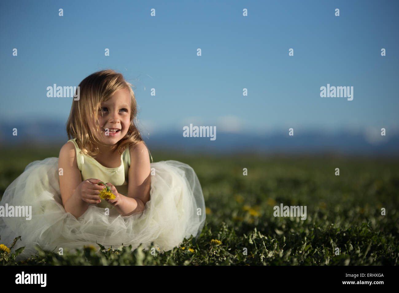 Little girl playing with dandelions in a large farm field in the Spring ...