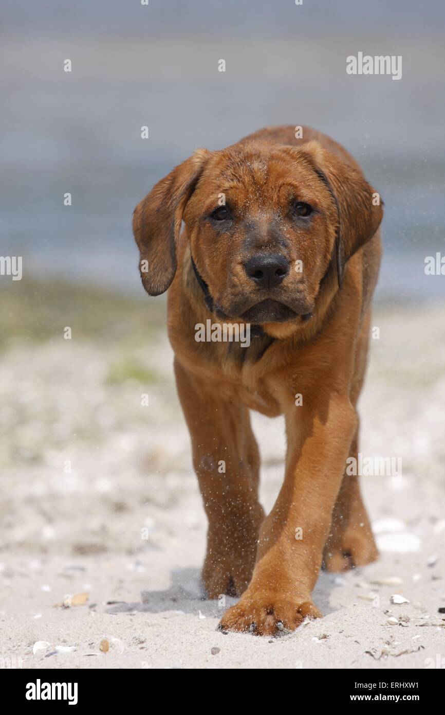Tosa Inu Puppy Stock Photo - Alamy