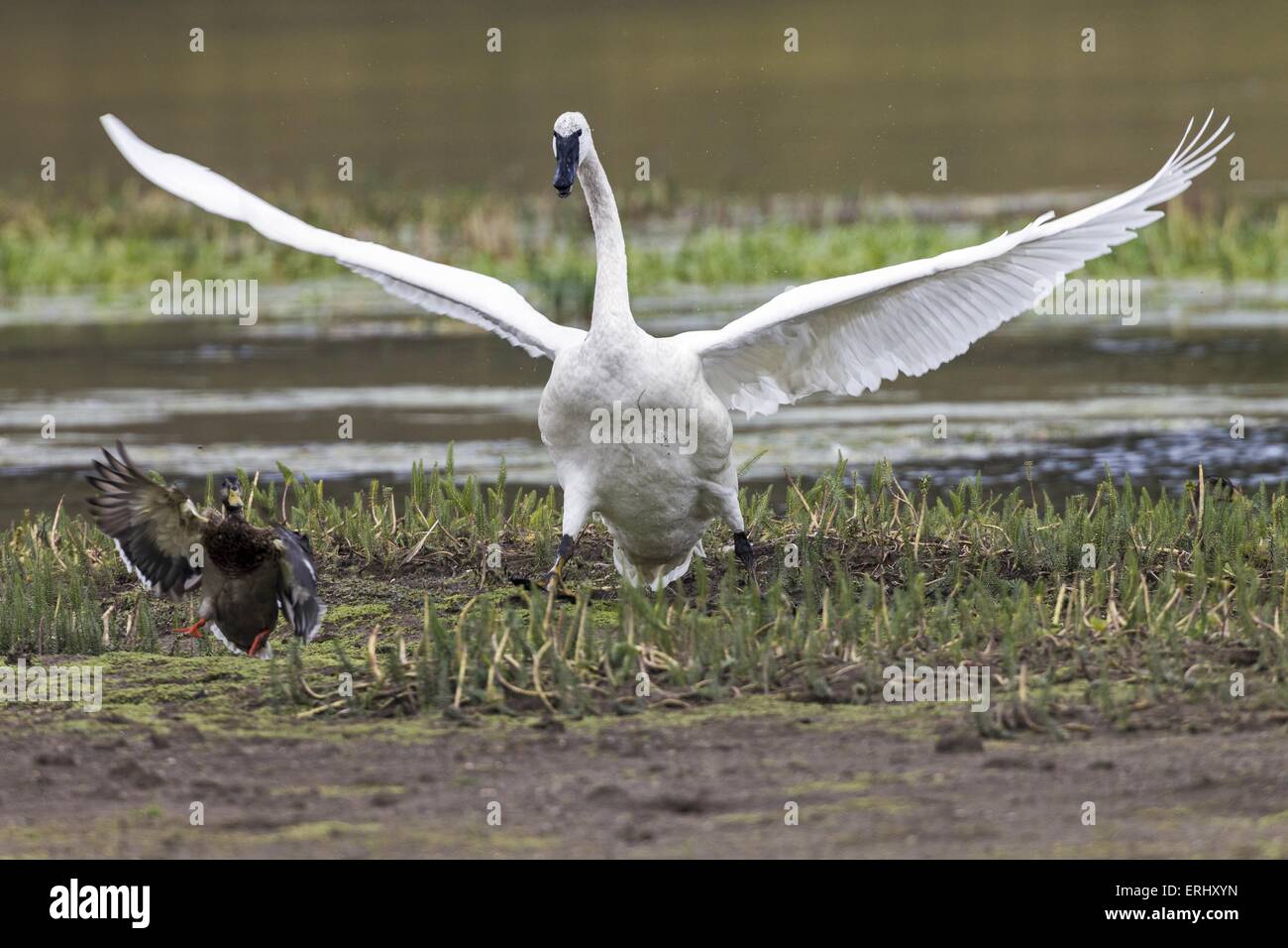 trumpeter swan Stock Photo