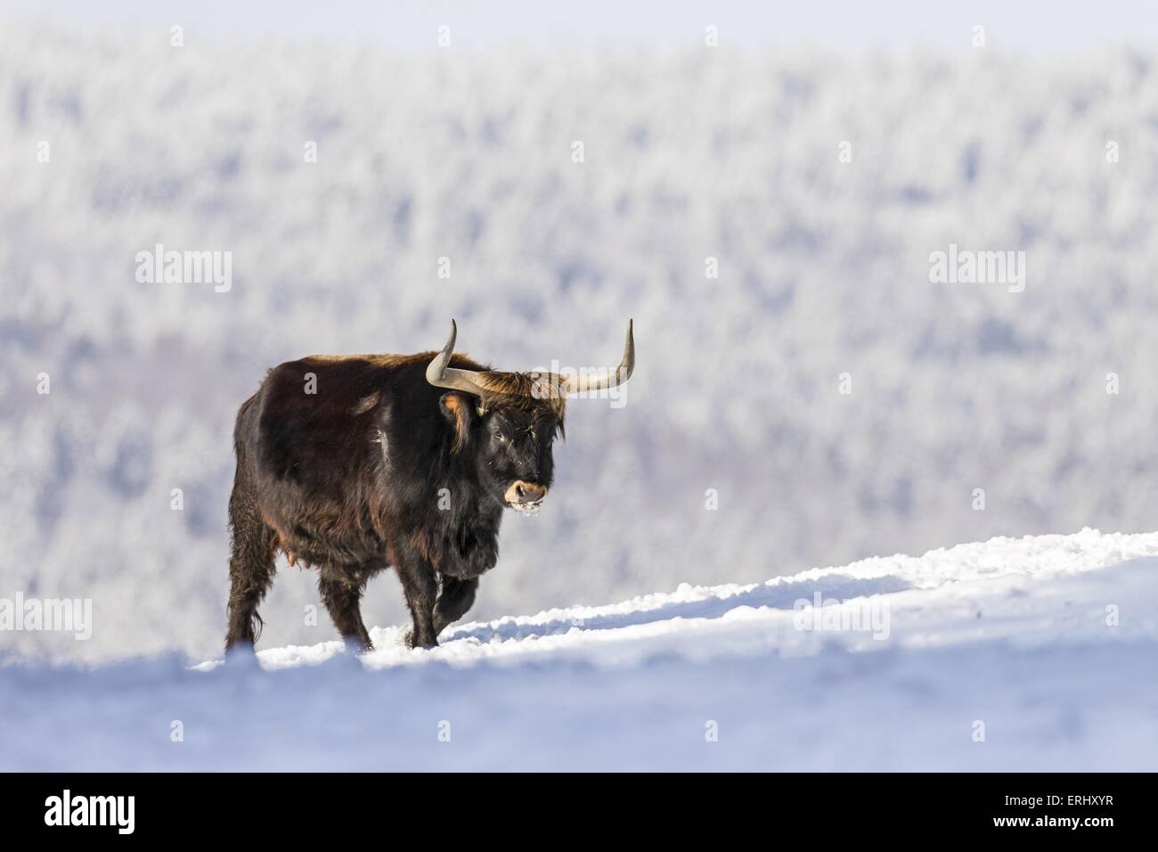 Animal heck hi-res stock photography and images - Alamy