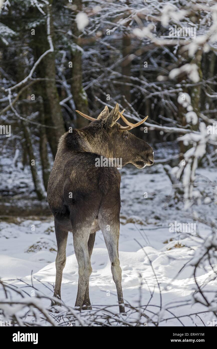 Moose rear view hi-res stock photography and images - Alamy