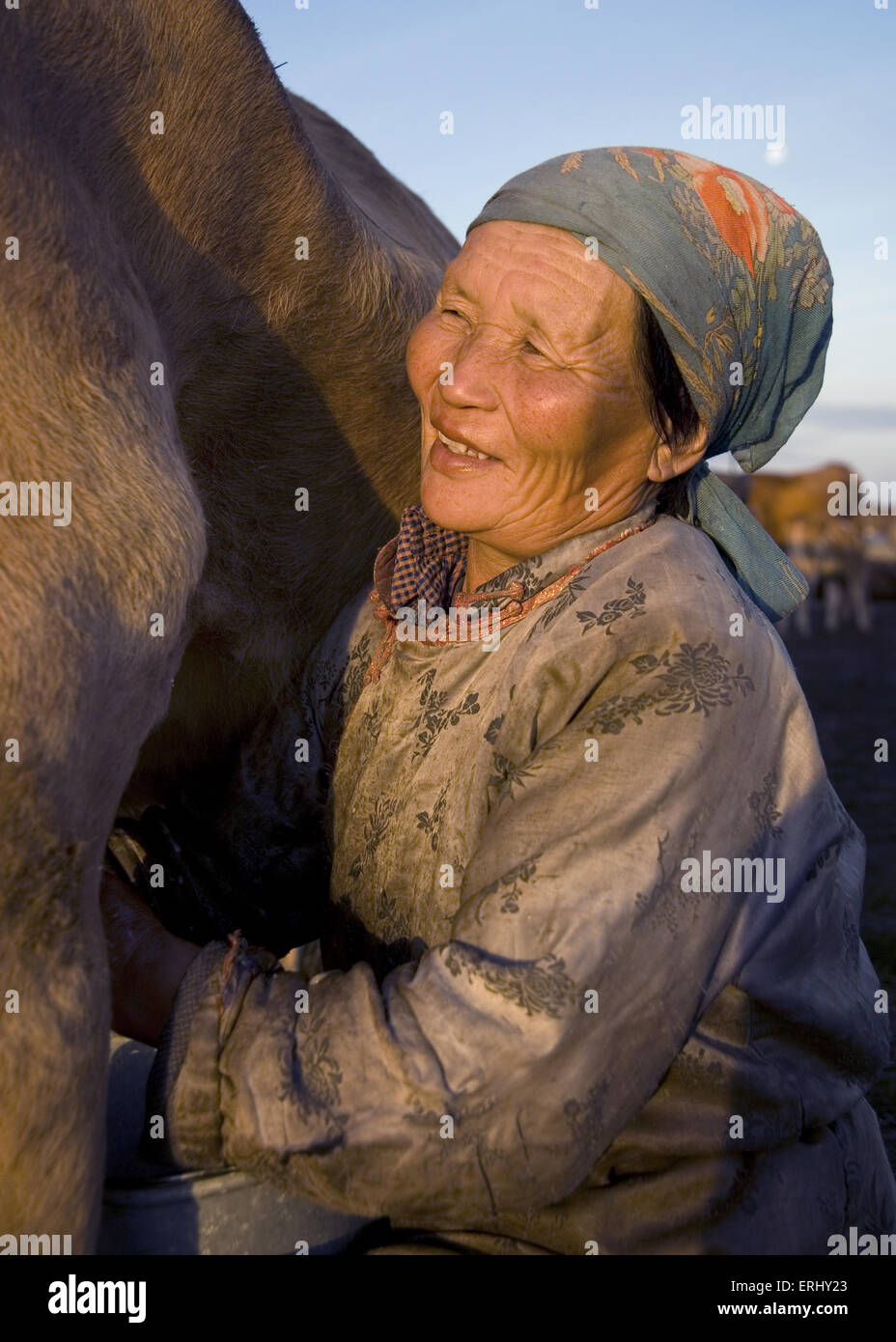 Mongolian Milking Cow Woman Happiness Tranquil Stock Photo