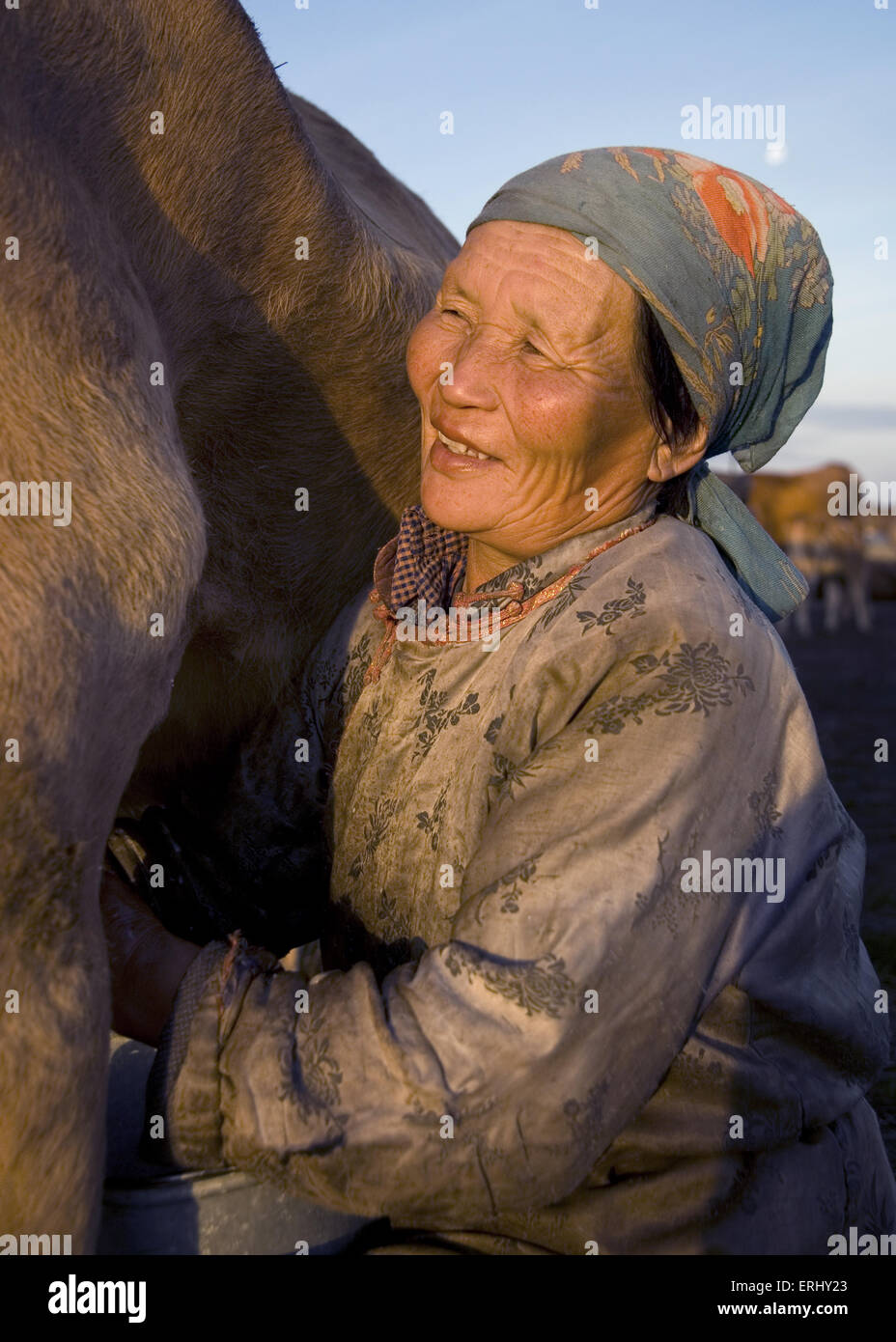 Mongolian Milking Cow Woman Happiness Tranquil Stock Photo - Alamy