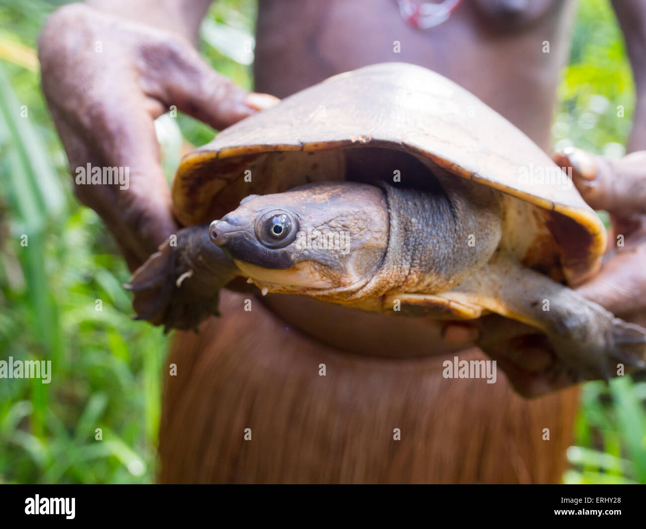Wild turtle caught in the jungle laying upside down. Stock Photo