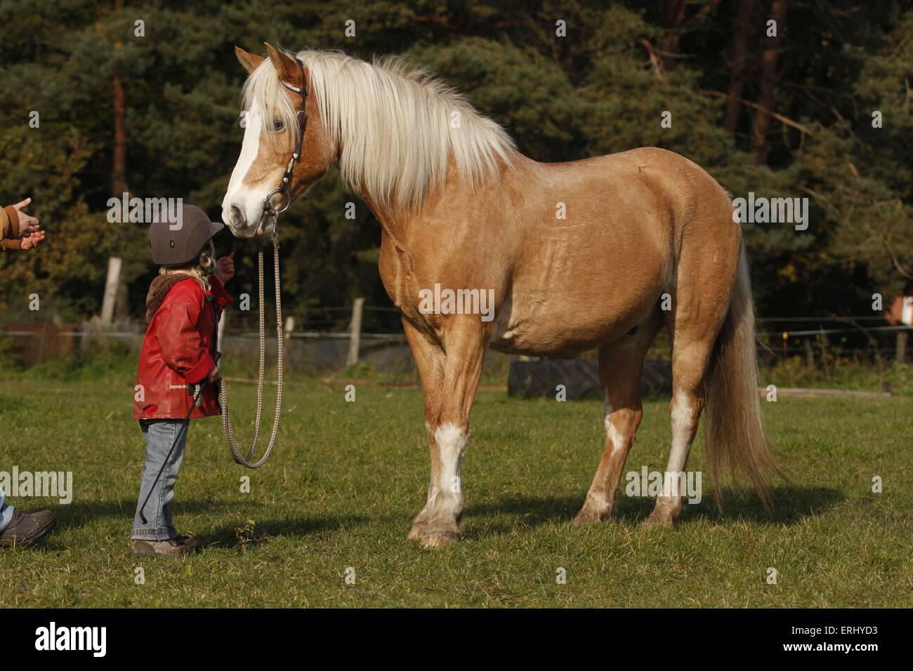 haflinger kids