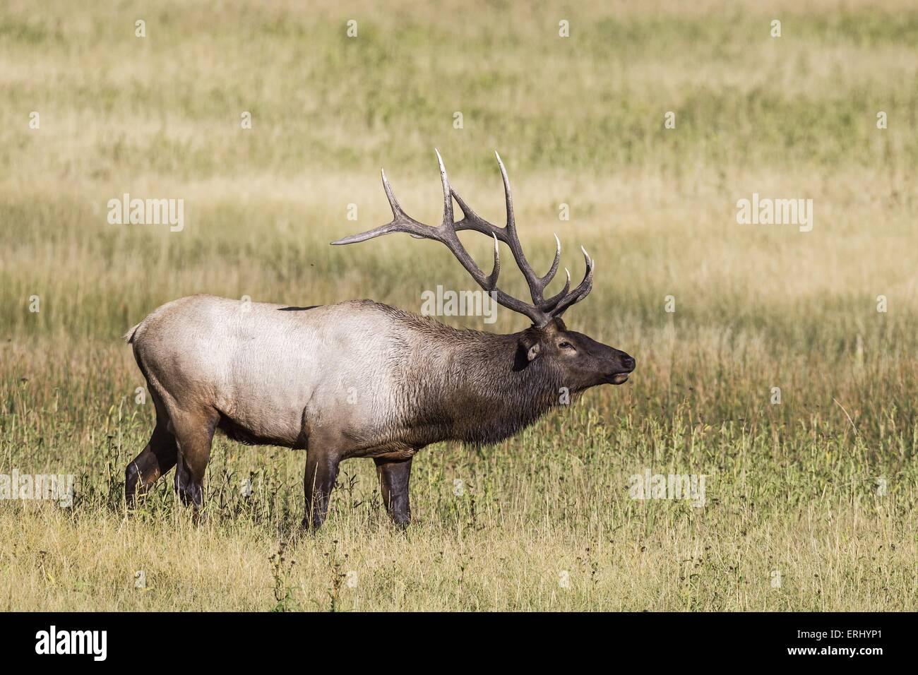 Elk bull side profile hi-res stock photography and images - Alamy