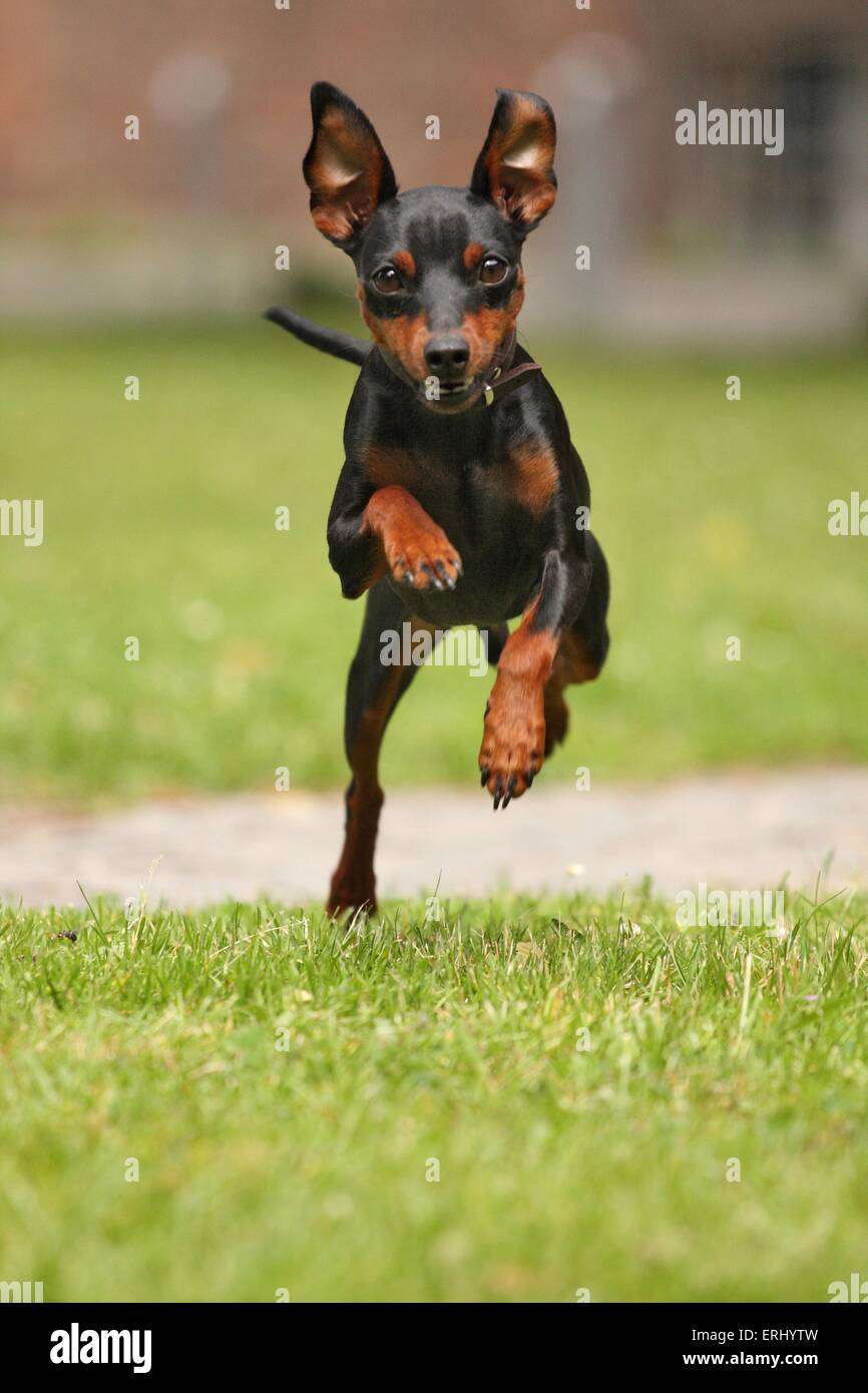 running miniature pinscher Stock Photo 