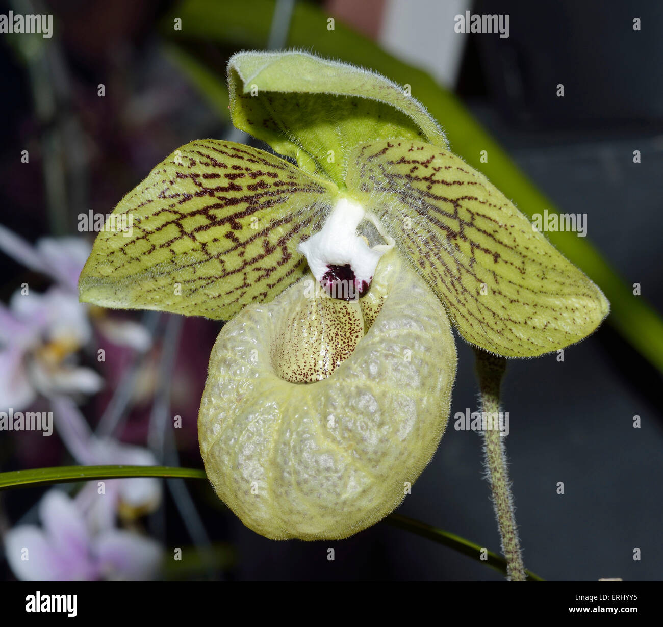 Malipo Paphiopedilum Slipper Orchid - Paphiopedilum malipoense From southern China north and South Vietnam Stock Photo