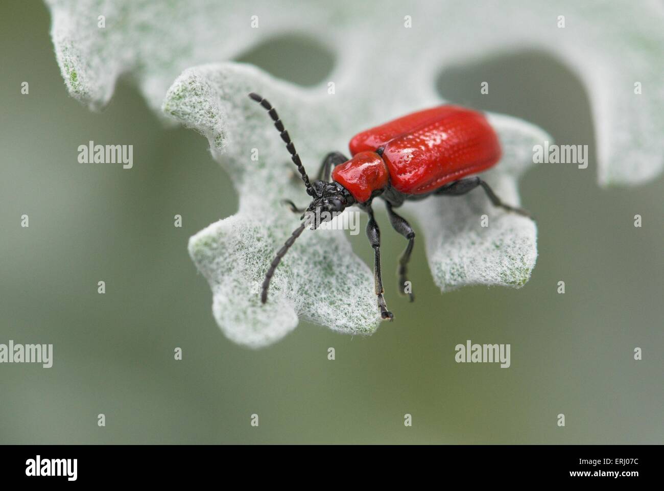 red lily beetle Stock Photo - Alamy