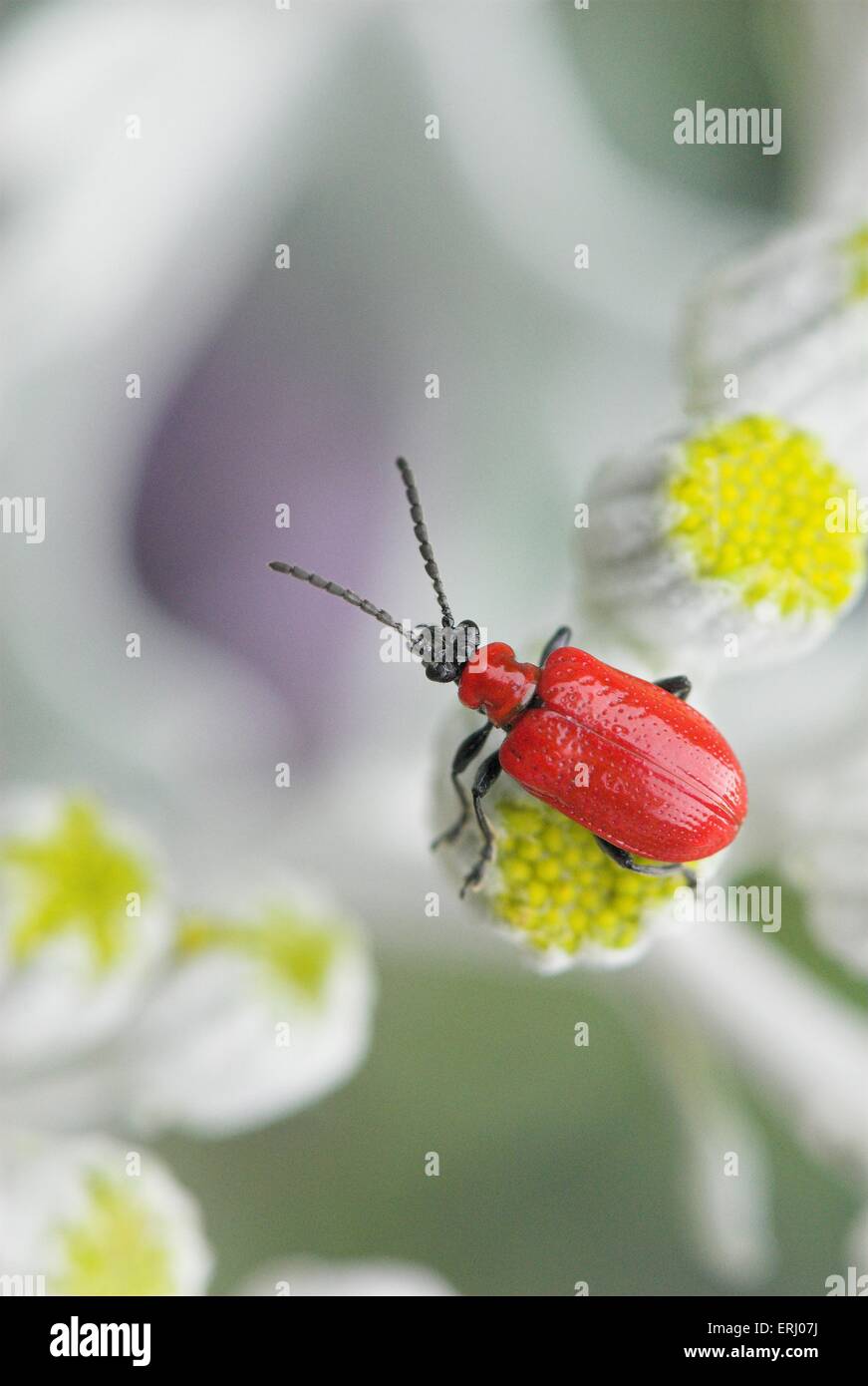 red lily beetle Stock Photo Alamy