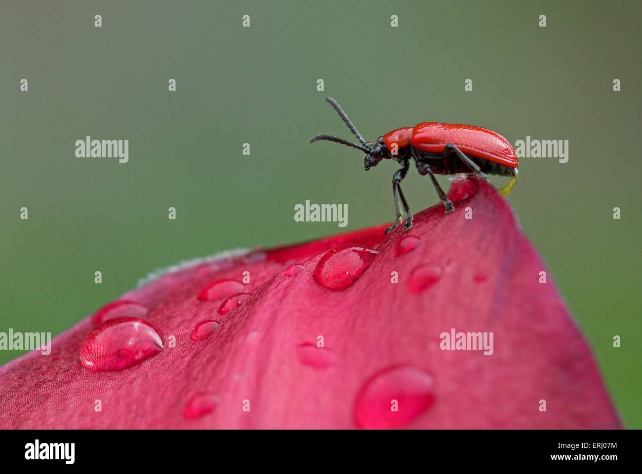 red lily beetle Stock Photo Alamy