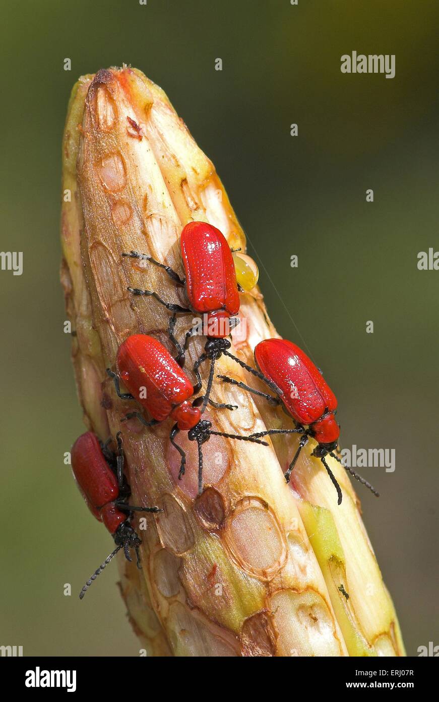 red lily beetle Stock Photo Alamy