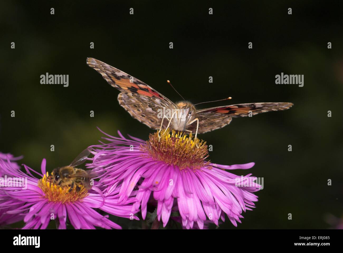 painted lady butterfly Stock Photo