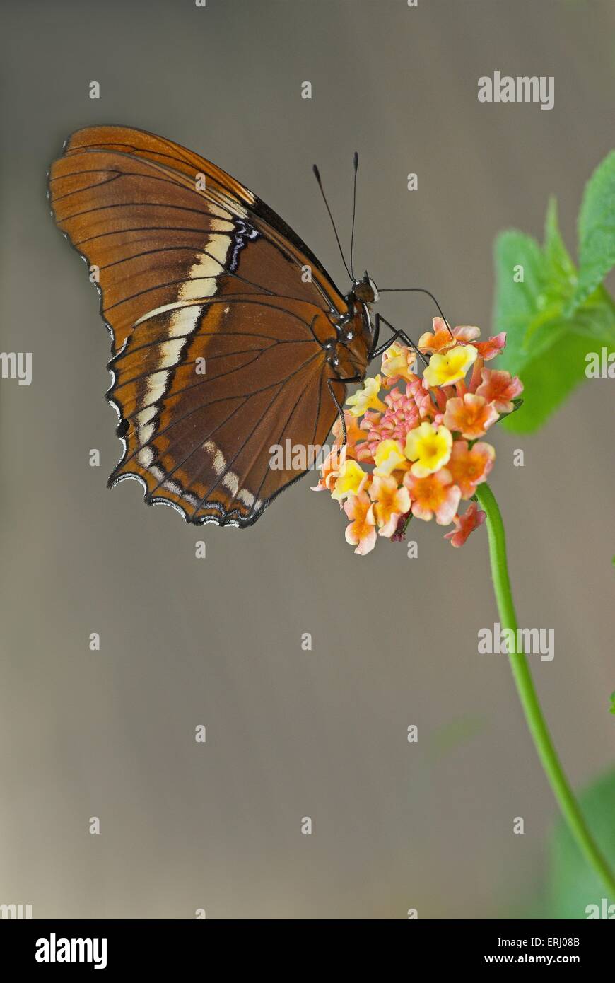 butterfly Stock Photo